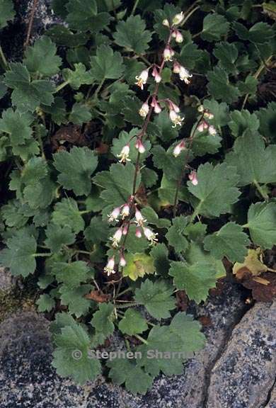 heuchera rubescens 3 graphic